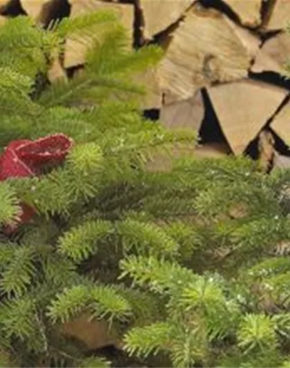 Pflanze der Woche Pflanze der Woche