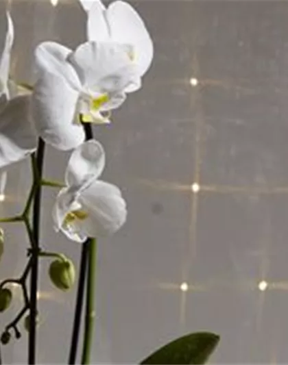 Saisonerlebnis Saisonerlebnis