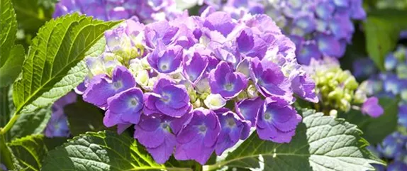 DIE HORTENSIE - DER SCHöNE GARTENKLASSIKER DIE HORTENSIE - DER SCHöNE GARTENKLASSIKER