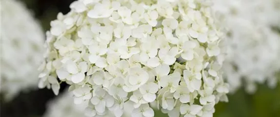 DIE HORTENSIE - DER SCHöNE GARTENKLASSIKER DIE HORTENSIE - DER SCHöNE GARTENKLASSIKER