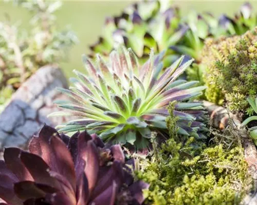 DAS SEMPERVIVUM!