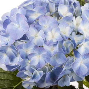 DIE BLAUBLü(H)TER UNTER DEN HORTENSIEN DIE BLAUBLü(H)TER UNTER DEN HORTENSIEN