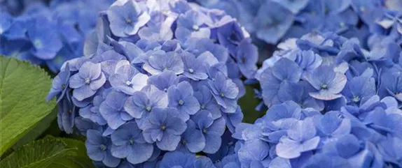 DIE BLAUBLü(H)TER UNTER DEN HORTENSIEN DIE BLAUBLü(H)TER UNTER DEN HORTENSIEN