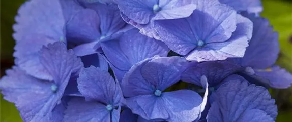 DIE BLAUBLü(H)TER UNTER DEN HORTENSIEN DIE BLAUBLü(H)TER UNTER DEN HORTENSIEN