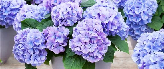 DIE BLAUBLü(H)TER UNTER DEN HORTENSIEN DIE BLAUBLü(H)TER UNTER DEN HORTENSIEN