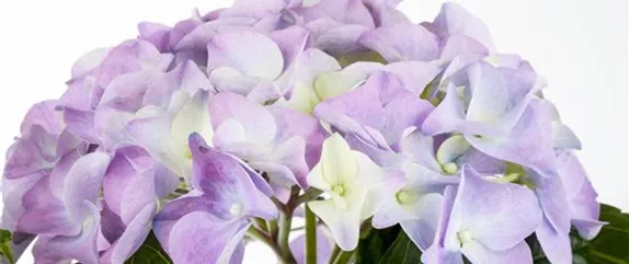 HORTENSIEN ALS LUFTBEFEUCHTER! HORTENSIEN ALS LUFTBEFEUCHTER!