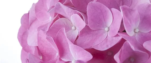 HORTENSIEN ALS LUFTBEFEUCHTER! HORTENSIEN ALS LUFTBEFEUCHTER!