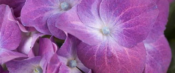 HORTENSIEN ALS LUFTBEFEUCHTER! HORTENSIEN ALS LUFTBEFEUCHTER!