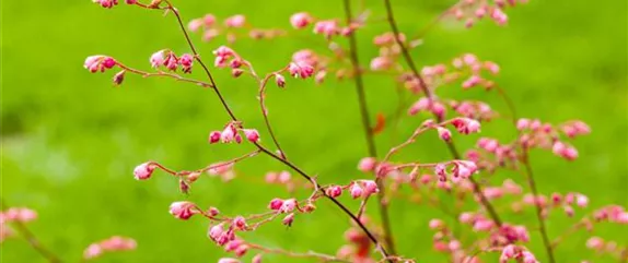 DAS PURPURGLöCKCHEN! DAS PURPURGLöCKCHEN!