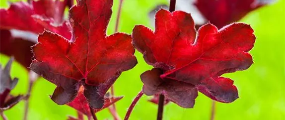 DAS PURPURGLöCKCHEN! DAS PURPURGLöCKCHEN!