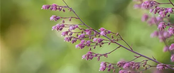 DAS PURPURGLöCKCHEN! DAS PURPURGLöCKCHEN!