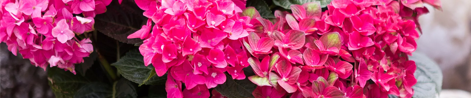 Hydrangea macrophylla, rot