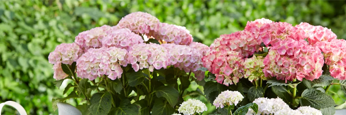 HORTENSIENPRACHT LEICHT GEMACHT!