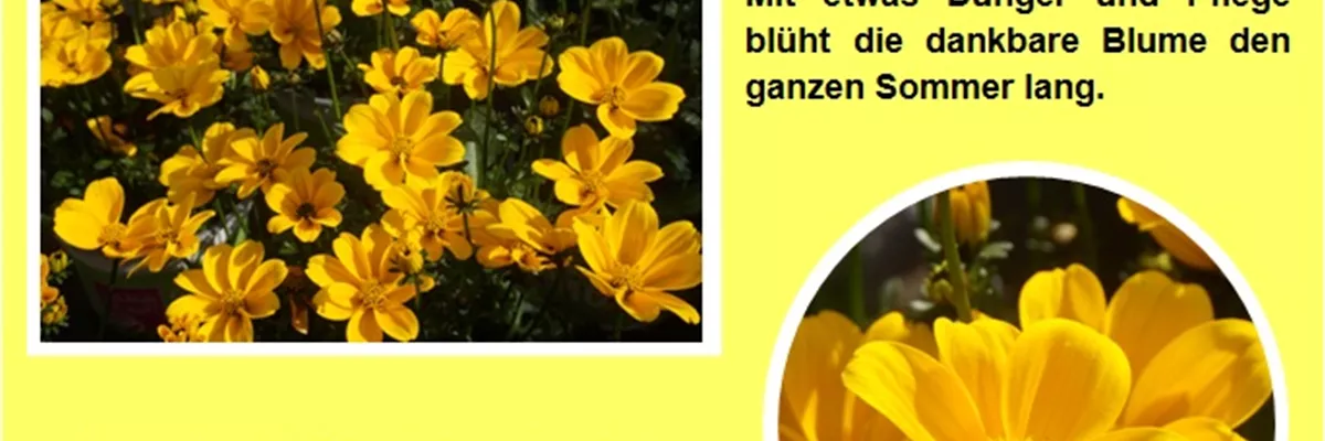 Bidens-stehend