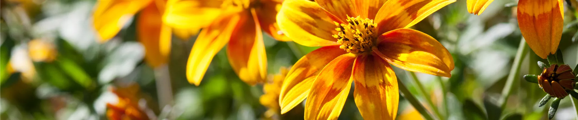 Bidens ferulifolia Bidy