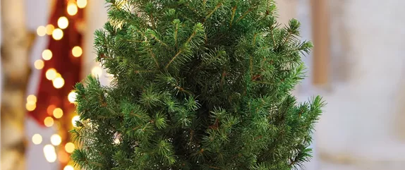 DRAUSSEN FUNKELT ES SEHR! DRAUSSEN FUNKELT ES SEHR!