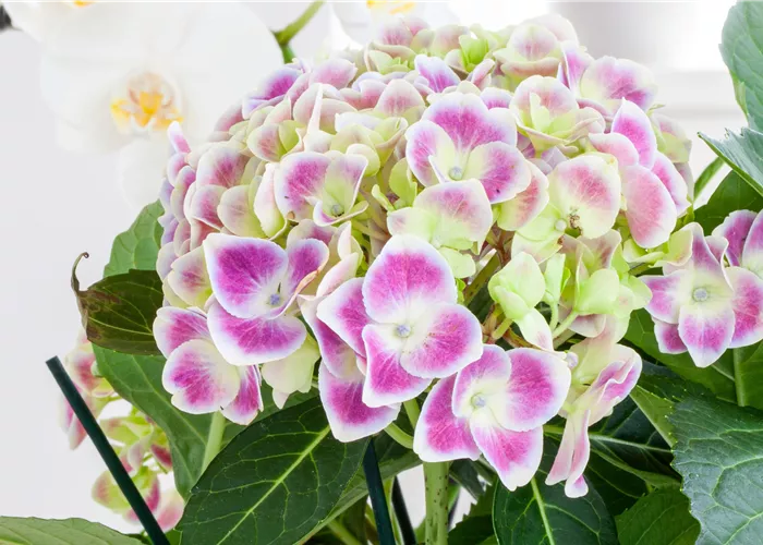 ZIMMER-HORTENSIE ZIMMER-HORTENSIE