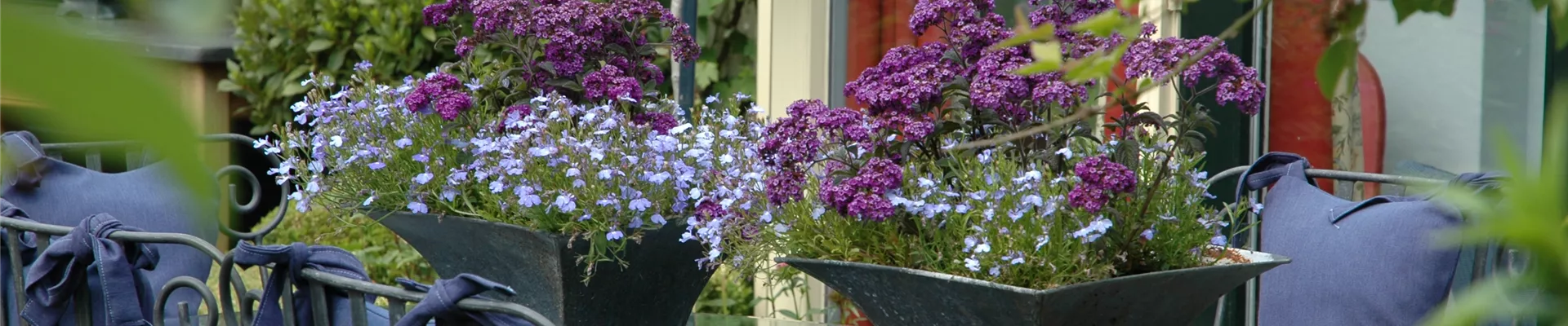 Tischdekoration mit Vanilleblumen