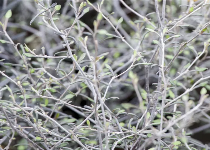 ZICKZACK STRAUCH ZICKZACK STRAUCH