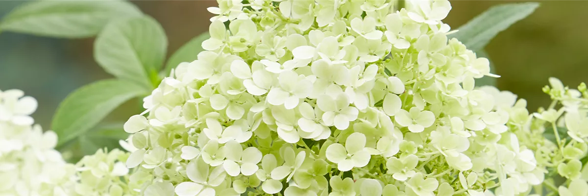 RISPENHORTENSIE