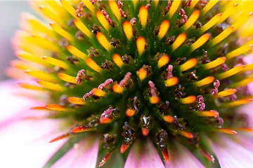 Echinacea