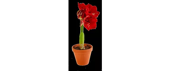 PRACHTVOLLE STERNE! DEKORATIONSWUNDER AMARYLLIS.