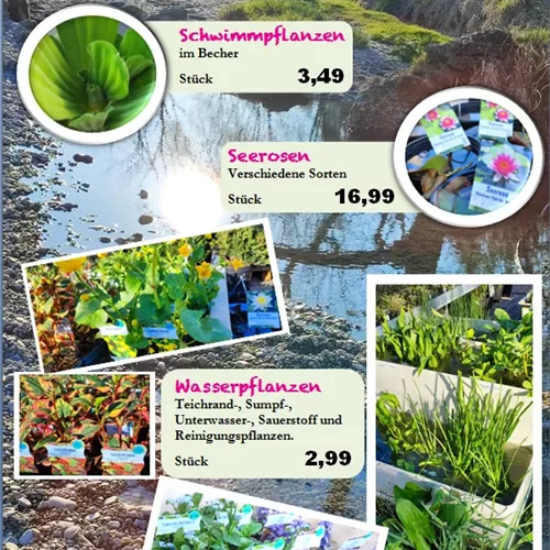 Wasserpflanzen Wasserpflanzen