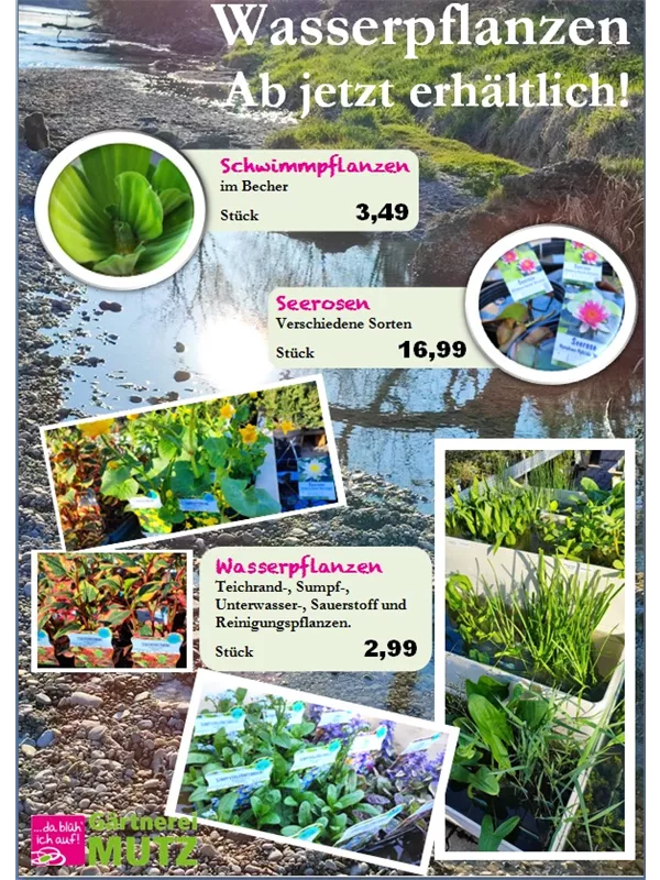 Wasserpflanzen