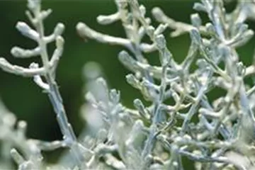 Stacheldraht Stacheldraht