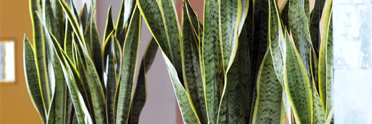 SOMMERFREUDE IM ZIMMER! ZEITLOS SCHöN IN VERSCHIEDENEN FARBEN UND FORMEN.