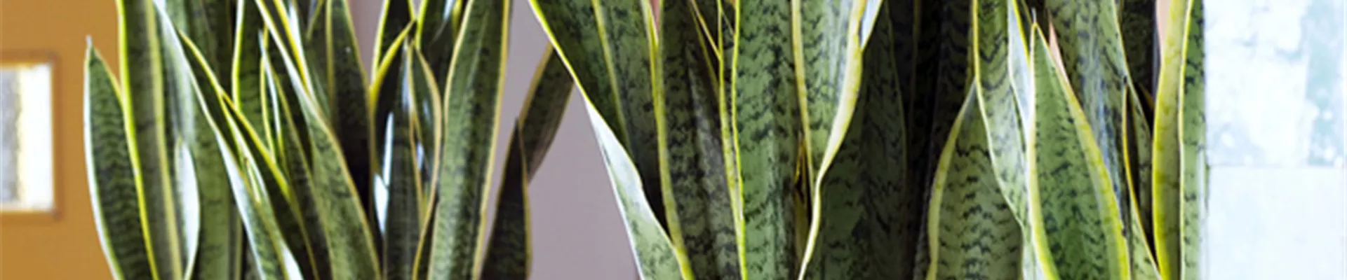 SOMMERFREUDE IM ZIMMER! ZEITLOS SCHöN IN VERSCHIEDENEN FARBEN UND FORMEN.