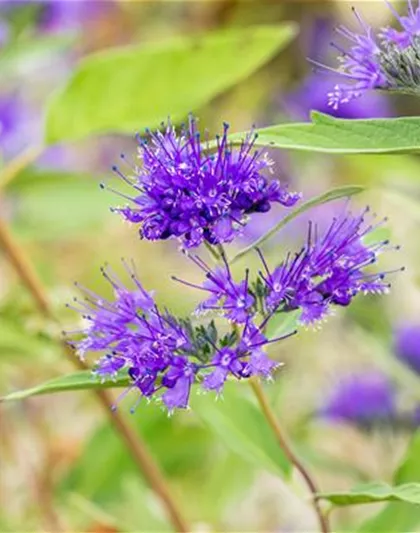 PFLANZE DES MONATS AUGUST: BARTBLUME