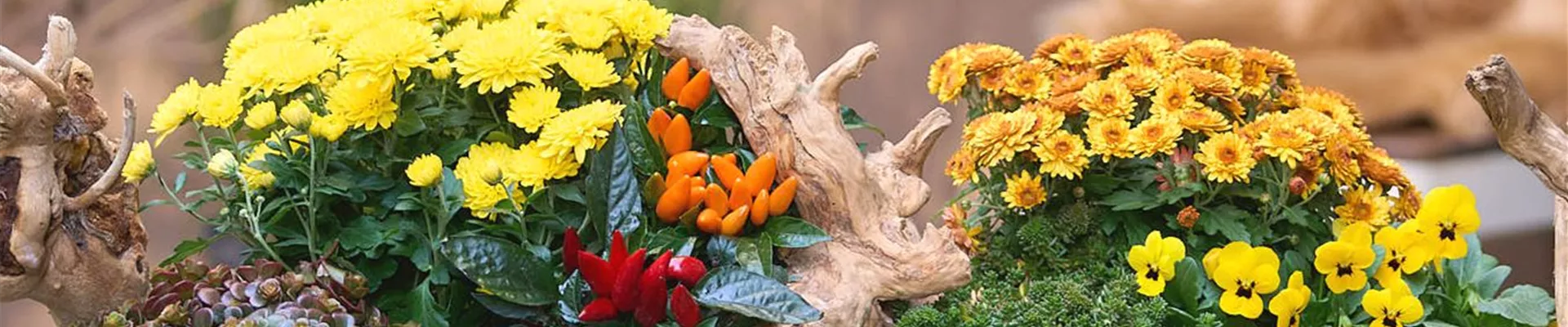 BLüTEN FüR DEN HERBSTBALKON!