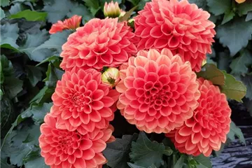 Dahlie