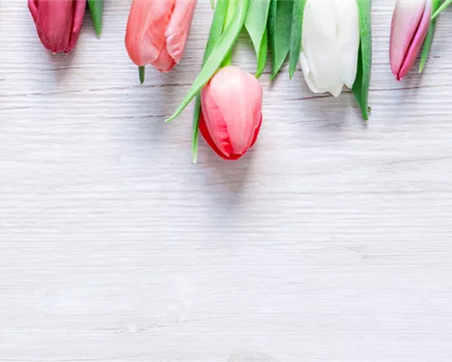 BLUMIGER VALENTINSTAG!