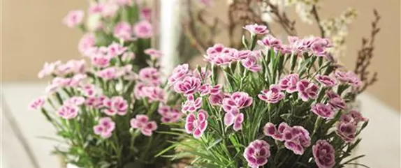 BLUMIGER VALENTINSTAG! BLUMIGER VALENTINSTAG!