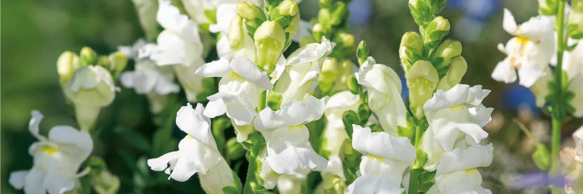 PFLANZE DES MONATS JUNI: LÖWENMÄULCHEN