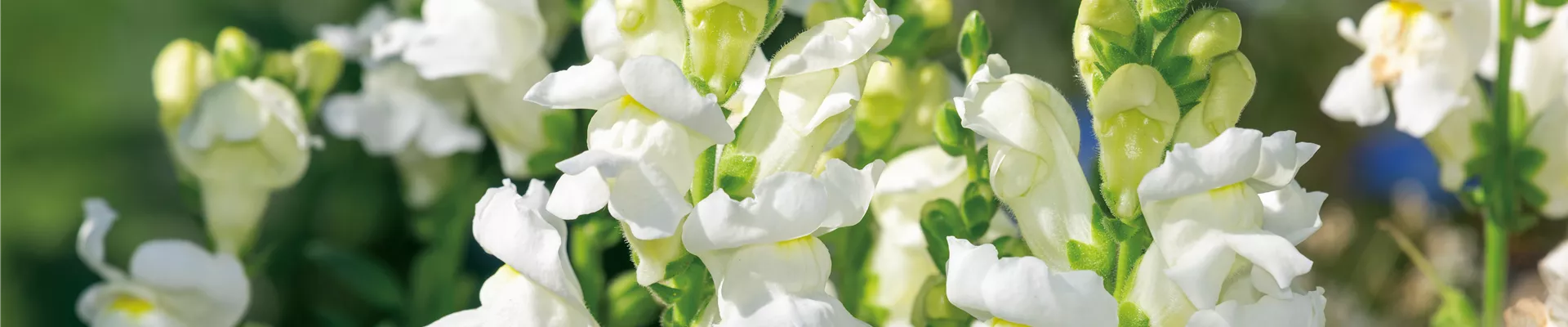 PFLANZE DES MONATS JUNI: LÖWENMÄULCHEN