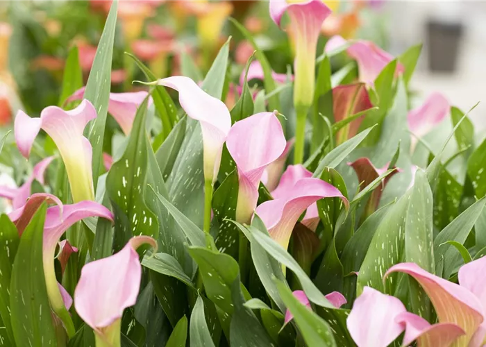 Zimmerkalla Zimmerkalla