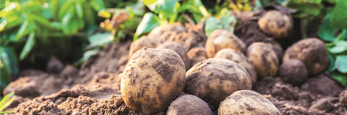 WIE GEHT... OMA'S SUPERFOOD?