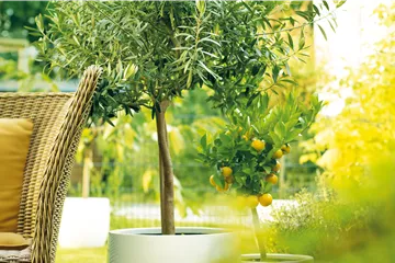 GARTEN DES SüDENS! 