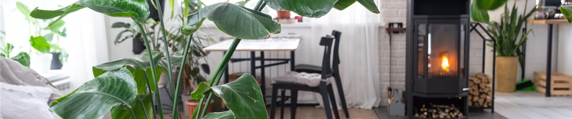 PFLEGELEICHTE ZIMMERPFLANZEN!