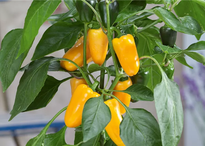 Zierpaprika Zierpaprika