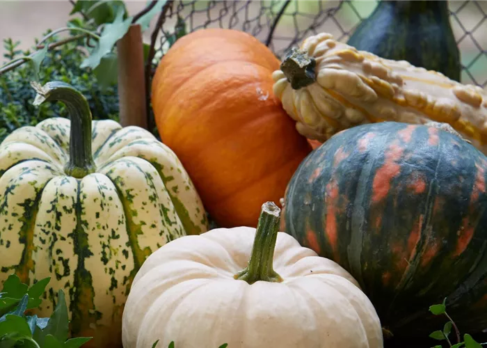 ZIERKüRBIS! ZIERKüRBIS!