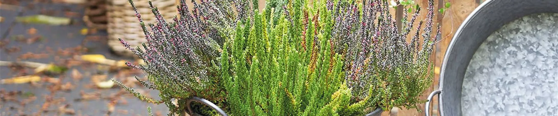 CALLUNA VULGARIS SKYLINE
