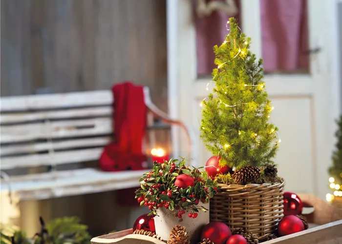 ZUCKERHUTFICHTE ZUCKERHUTFICHTE