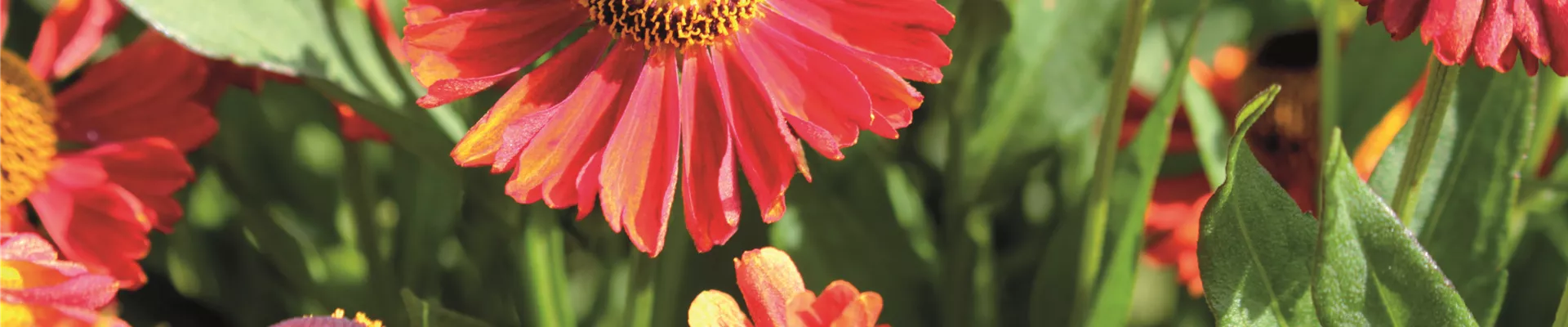 PFLANZE DES MONATS SEPTEMBER: SONNENBRAUT