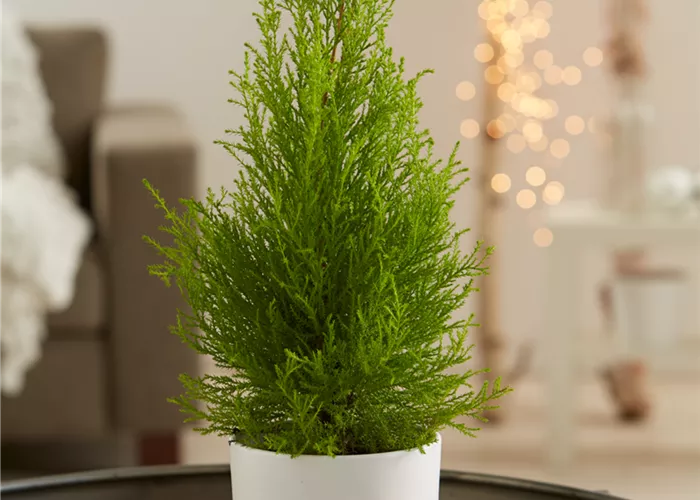 Zimmerzypresse Zimmerzypresse