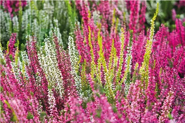 KNOSPENBLüHERHEIDE KNOSPENBLüHERHEIDE