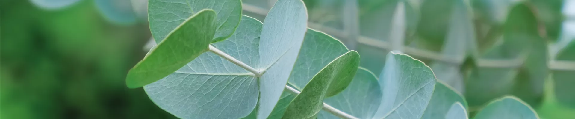 PFLANZE DES MONATS NOVEMBER: EUKALYPTUS